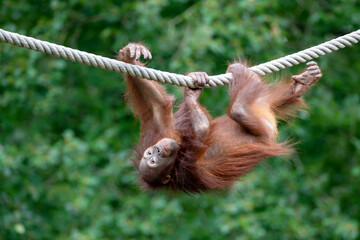 Bornean orangutan (Pongo pygmaeus) close-up portrait on background - obrazy, fototapety, plakaty