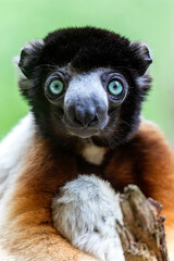 crowned sifaka (Propithecus coronatus) in bright sunlight outdoors, close up shot