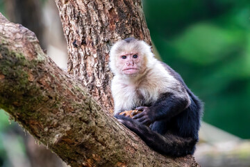 Colombian white-faced capuchin (Cebus capucinus), close up shot