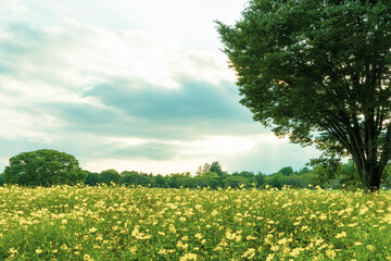 Fototapeta premium Yellow cosmos field in late summer.