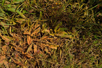 Green grass is contaminated with brown dust. The concept of environmental pollution and industrial waste. Radioactive sediments on the grass.