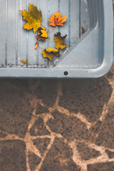 autumn leaves on the ground