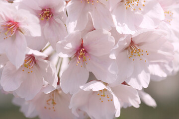 大川沿いの桜