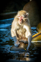 Fototapeta premium wild Japanese macaque (Macaca fuscata) in nature