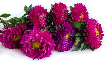  Magenta asters