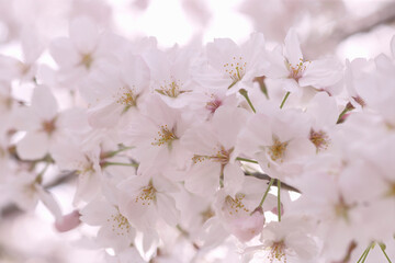 大川沿いの桜