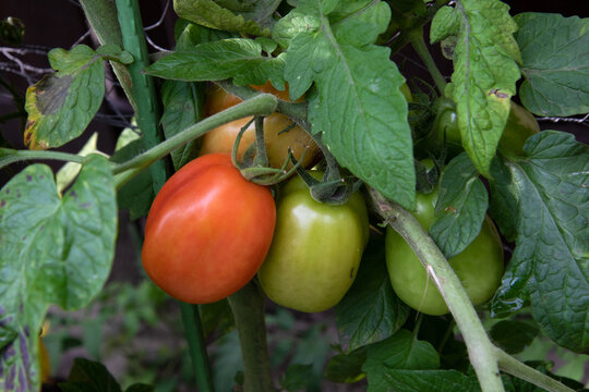 NIEDERLANGE, GERMANY - Sep 13, 2020: last summer days in the garden in germany