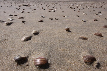 Sandy beach covered with many small shells. Seen up close.