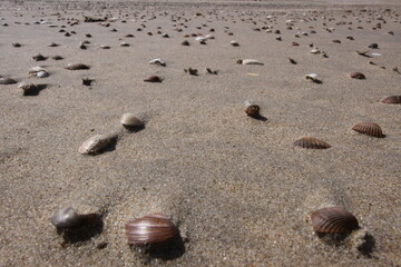 Sandy beach covered with many small shells. Seen up close.