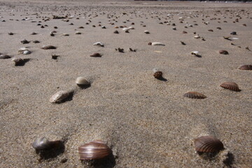 Fototapeta na wymiar Sandy beach covered with many small shells. Seen up close.