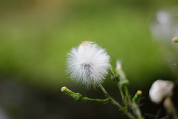 Wonderful white dandelion in nature