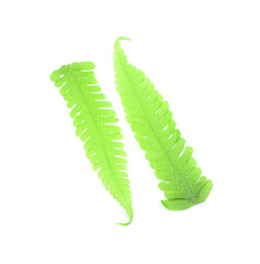 Fototapeta premium Diplazium esculentum, the vegetable fern on white background.