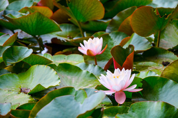 Closeup of a half-open pink waterlily in a pond surrounded by green water leaves