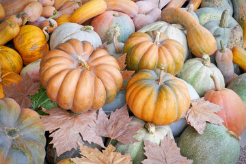 Assortment of pumpkin, close up. Bright fall colors, autumn leaves, top view.