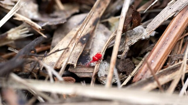 tracking shot of a red velvet mite on a forest floor in australia