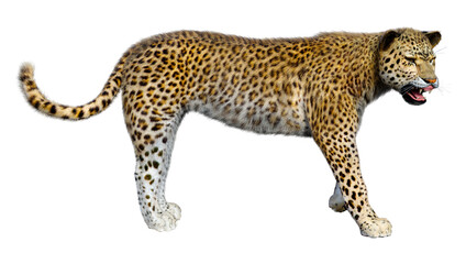 3D Rendering Big Cat Leopard on White