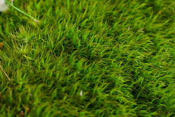moss in the forest