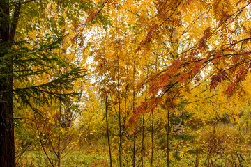Fototapeta na wymiar Autumn colored leafs in the forest