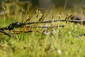 moss in the forest