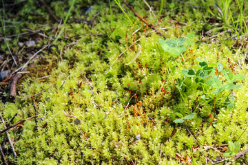 Closeup on green moss growing in the forest