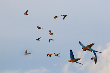 Flock of parrot flying in the sky.