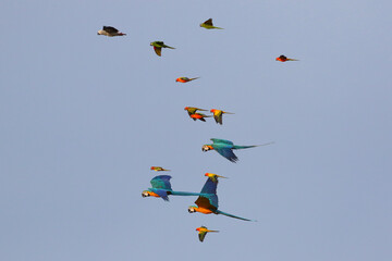 Flock of parrot flying in the sky.