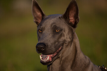 Fototapeta na wymiar Dog of breed Thai Ridgeback gray color, male