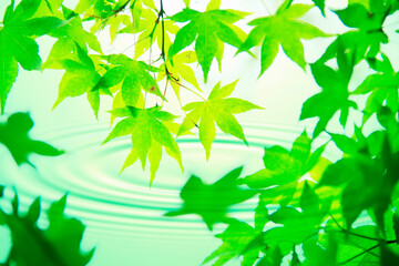 新緑と波紋