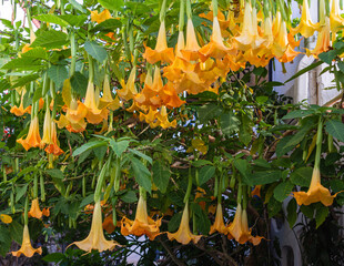 Yellow angel trumpet flower