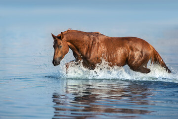 Red beautiful stallion run gallop in water with splash