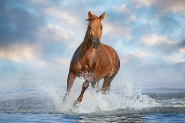 Red beautiful stallion run gallop in water with splash