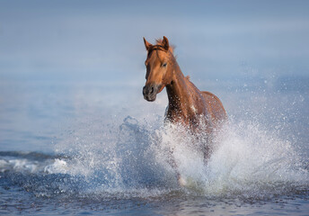 Red beautiful stallion run gallop in water with splash