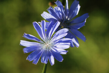 Chicory flowers on a blurred background. Close-up.
