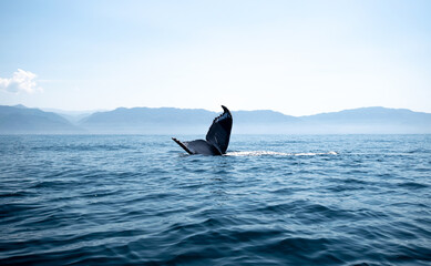 Tail fin of a humpback whale above surface of the ocean. Pacific ocean, Puerto Vallarta. Jal....