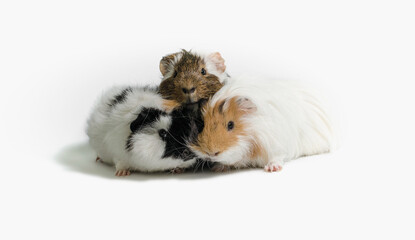three motley guinea pigs on a white background