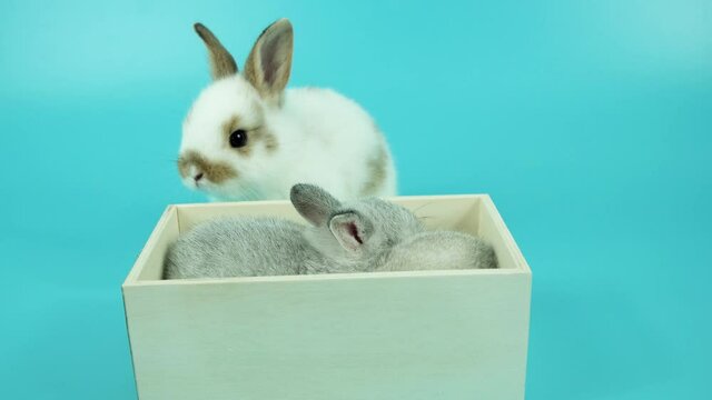 Lovely newborn bunny lying down in wooden box over isolated blue background. Easter animal concept.