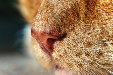High detail macro closeup of pink healthy home ginger cat nose with white whiskers
