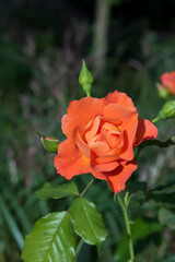 Rose lachsfarben apricot