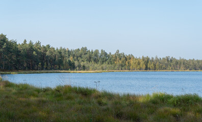 lake in the forest