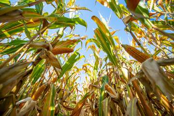 Corn on a cornfield before harvest