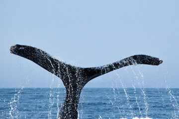 Tail fin of a humpback whale above surface of the ocean. Pacific ocean, Puerto Vallarta. Jal. México.