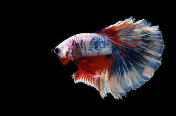 Thailand Fancy Betta fish isolated on black background