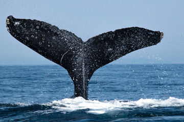 Tail fin of a humpback whale above surface of the ocean. Pacific ocean, Puerto Vallarta. Jal. México.