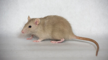 rat on white background
