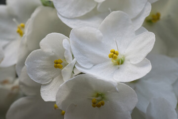 White blooming flowers in closeup.
