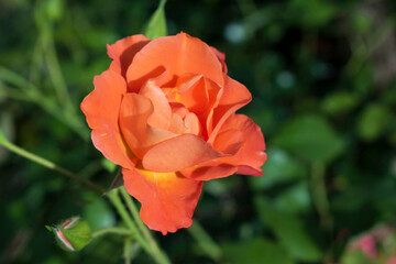Rose lachsfarben apricot