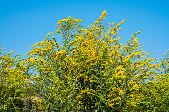 Solidago x cultorum 'Citronella' a summer autumn fall rhizome clump forming yellow flower plant commonly known as goldenrod stock photo image