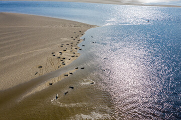 Aerial view of seal colony resting on sandbanks in County Donegal - Ireland