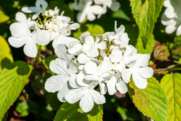 Viburnum plicatum forma tomentosum 'Shasta' a white spring summer flowering shrub commonly known as doublefire stock photo image