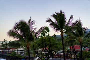 Fototapeta premium palm trees at sunset